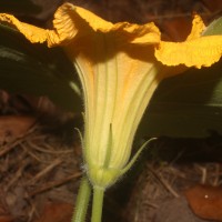 Cucurbita maxima Duchesne